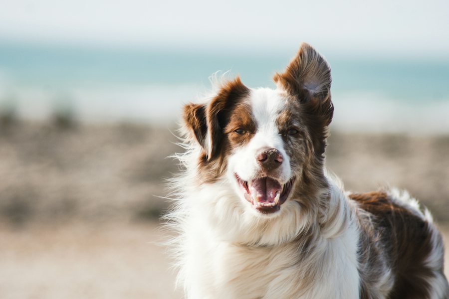 Smiling golden dog, representing Fur-Babies Are Us